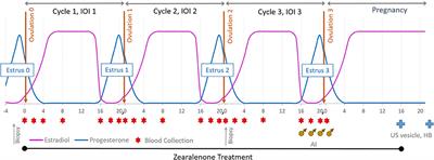 Reproductive Performance of Mares Fed Dietary Zearalenone